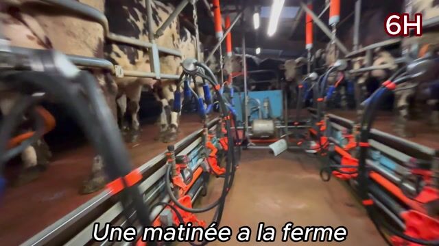 DairyFarm