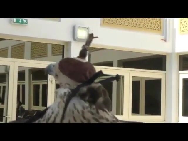 Le faucon et le faux-connier