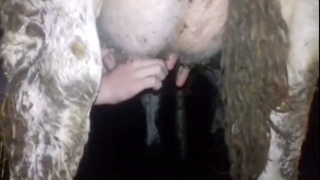 les différentes traites des vaches