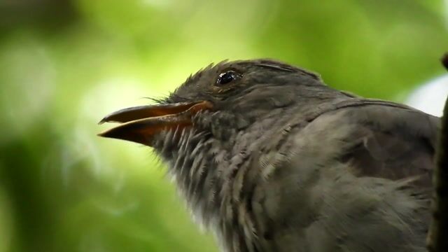 L'Expert(e) de la Région Biogéographique Néotropicale.