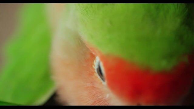 Les Animaux de la Foresterie