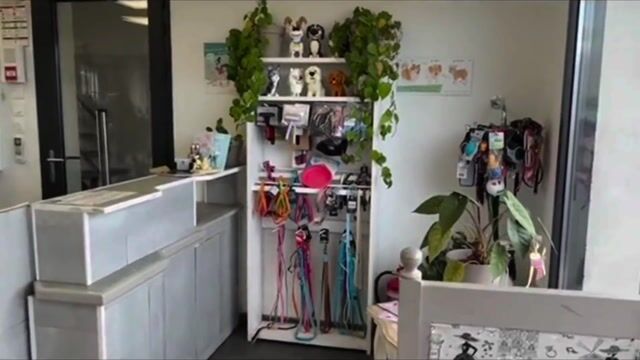 Toilettage dans la peau d'une boule de poils.
