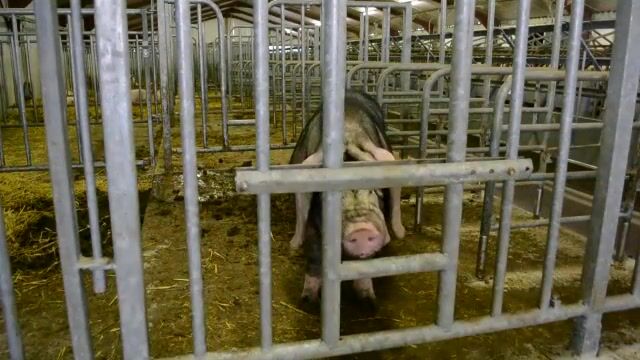 Le métier de l'insémination animale