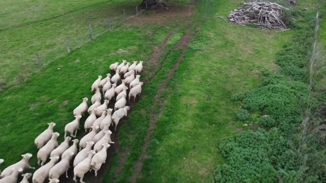 Du miel et des moutons