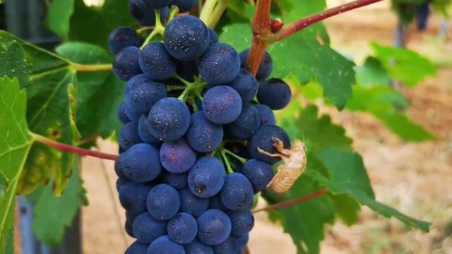 Vignerons et Découverte