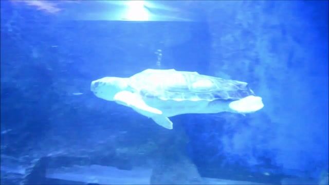 Comme un poisson dans l'eau